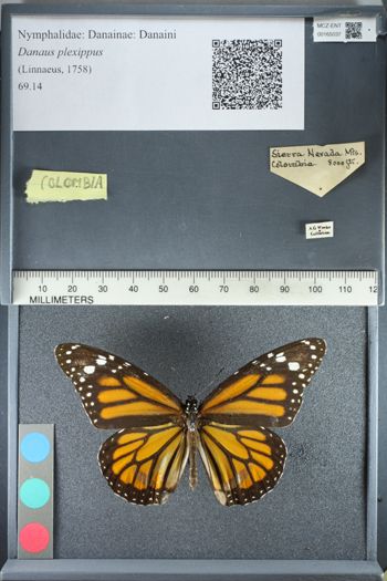 Media type: image;   Entomology 165037